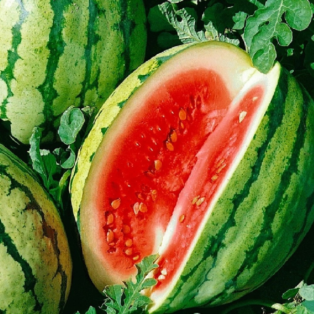 Dixie Queen Watermelon Seeds | NON-GMO | Heirloom | Fresh Garden Seeds gallery