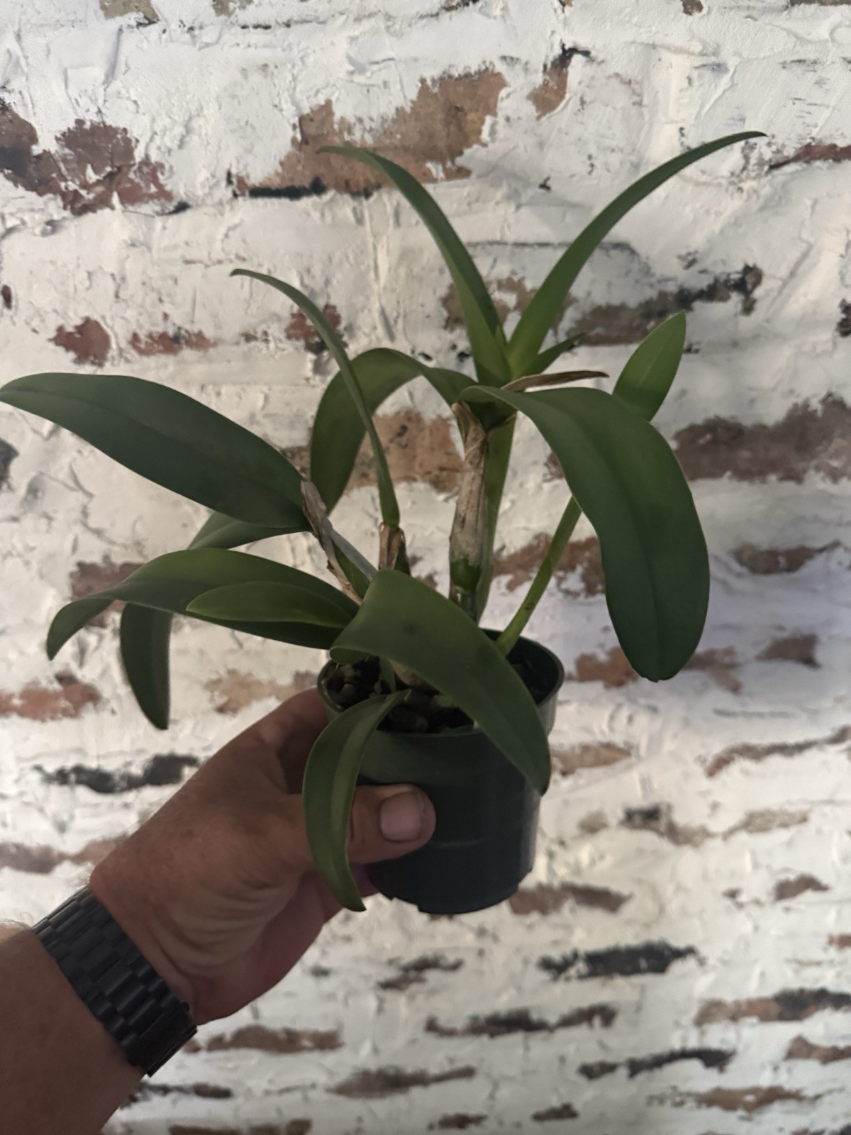 Cattlianthe Florida Wildfire Cattleya Orchid plant BS 4.5” gallery