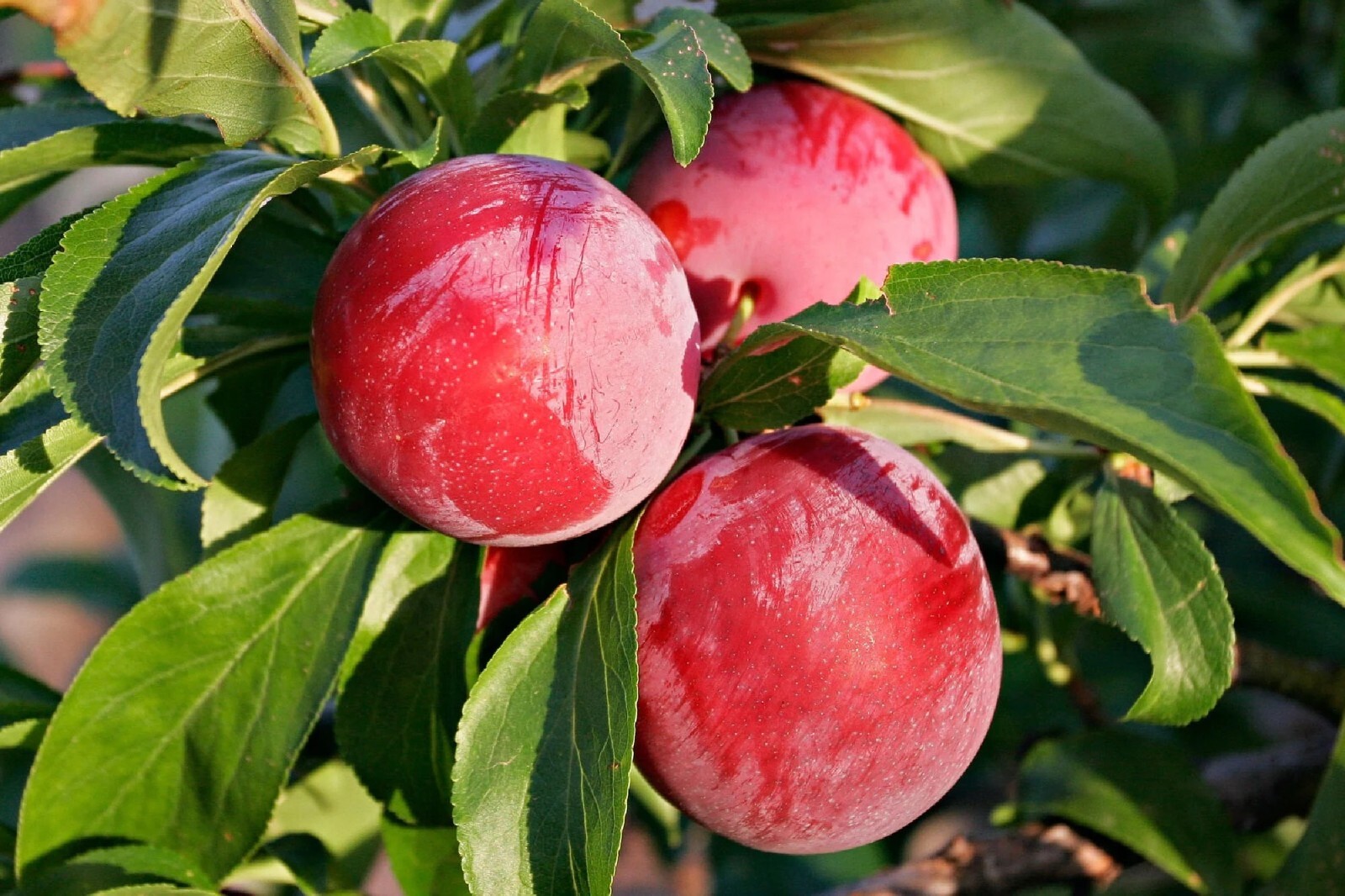 Cherry Plum Tree {Prunus americana} Organic 5 seeds Free Shipping! gallery