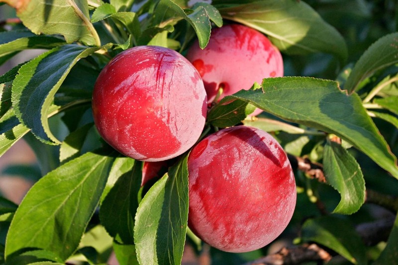 Cherry Plum Tree {Prunus americana} Organic 5 seeds Free Shipping! gallery