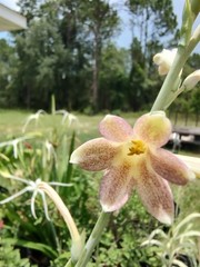 Speckled Tuberose
