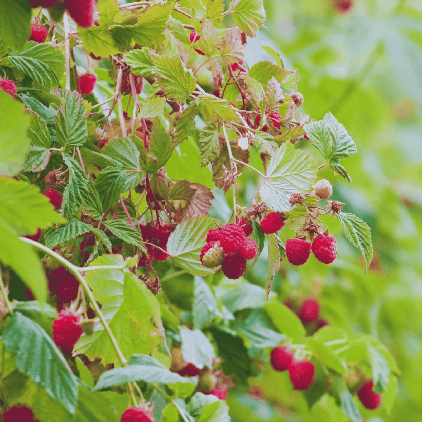 Hand Picked Nursery Joan J Raspberry Canes – Bare Root Canes, 1-Year-Old gallery