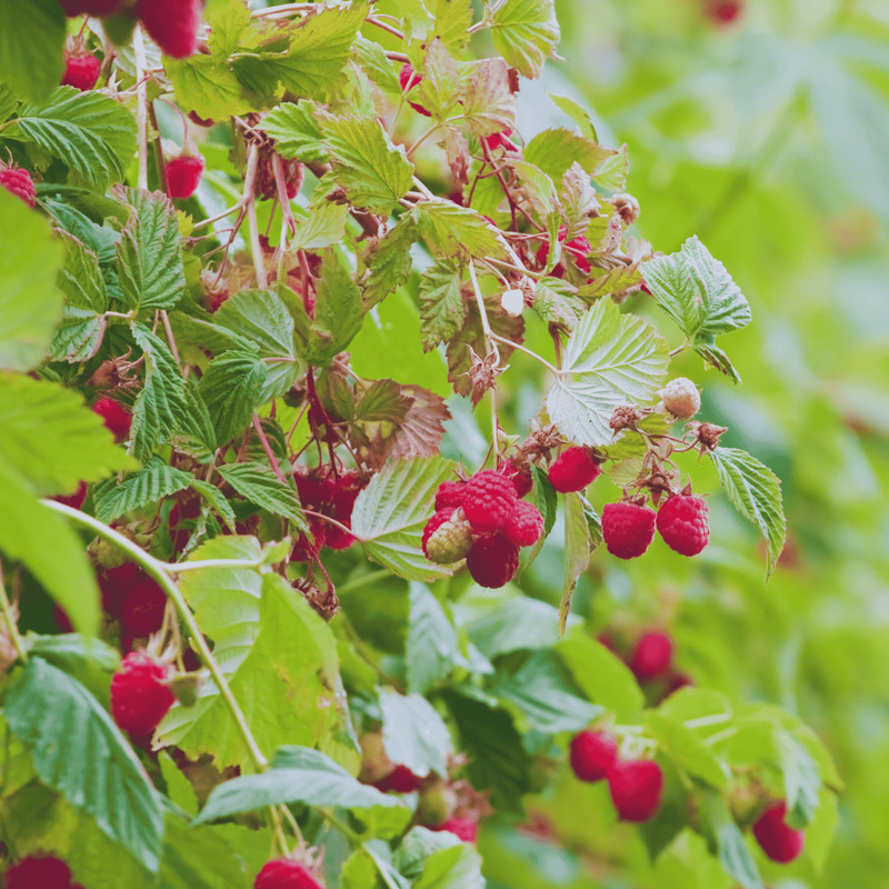 Hand Picked Nursery Joan J Raspberry Canes – Bare Root Canes, 1-Year-Old gallery
