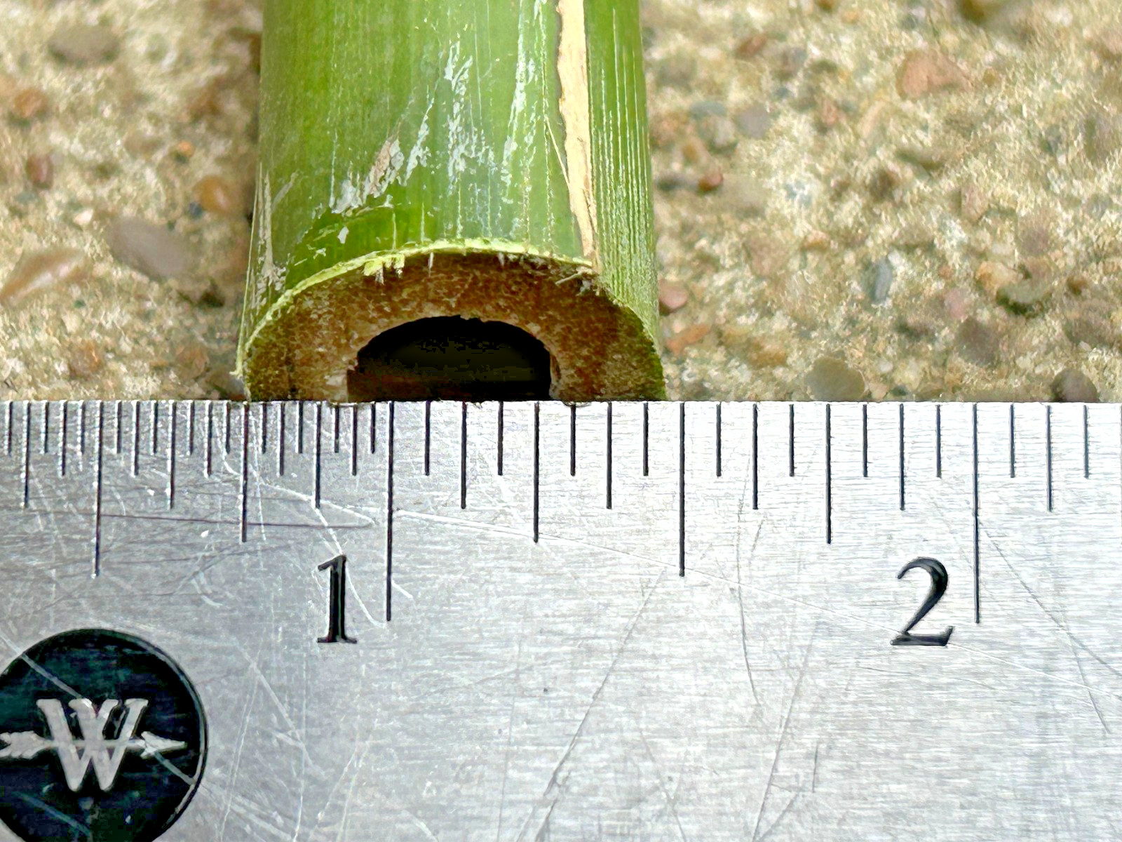 5PCS 1/2" Diameter Fresh Cut Natural Bamboo For Decor 12" gallery