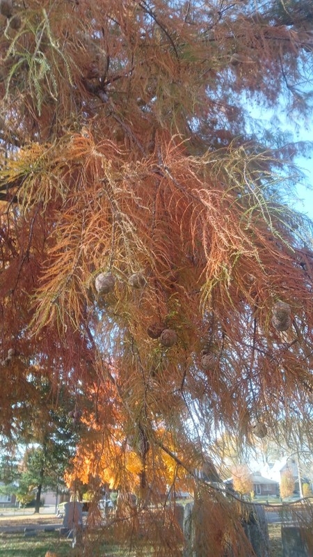 ☆250☆ Bald Cypress Tree Seeds for Planting gallery