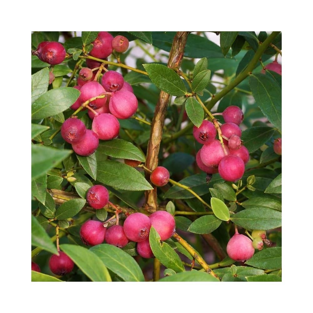 Florida Rose Pink Rabbiteye Blueberry - 1 TC plant/plug -3-6 in - Edible! gallery