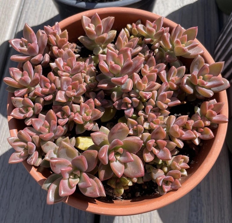 20 Succulent Leaves Starter Kit Assorted Varieties Easy Propagation for Beginner gallery