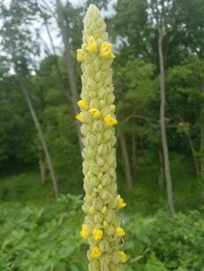 Mullein Organic Dry Leaf or Mullein Tincture/Extract or Seeds/ NON GMO gallery