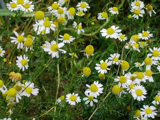 CHAMOMILE SEEDS * GERMAN VARIETY*APPLE SCENTED*TEAS & POTPOURRI'S* FLOWERING*100 gallery