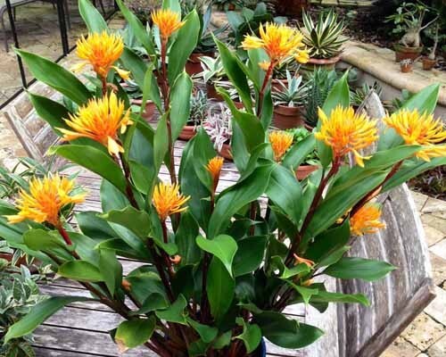 Golden Brush Dwarf Ginger - Burbidgea schizocheila- SMALL ROOTED STARTER Plant gallery