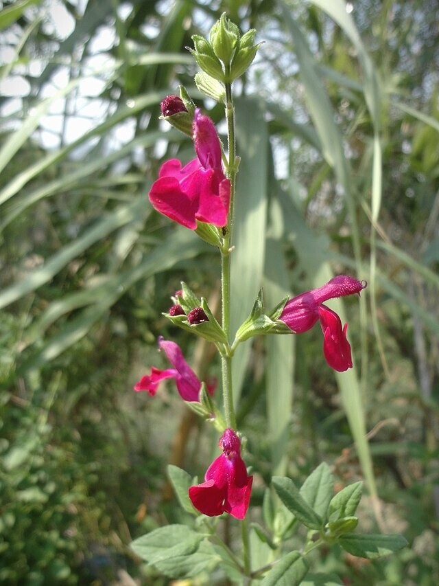 Salvia macrophylla | Andean Sage | 5 Seeds gallery