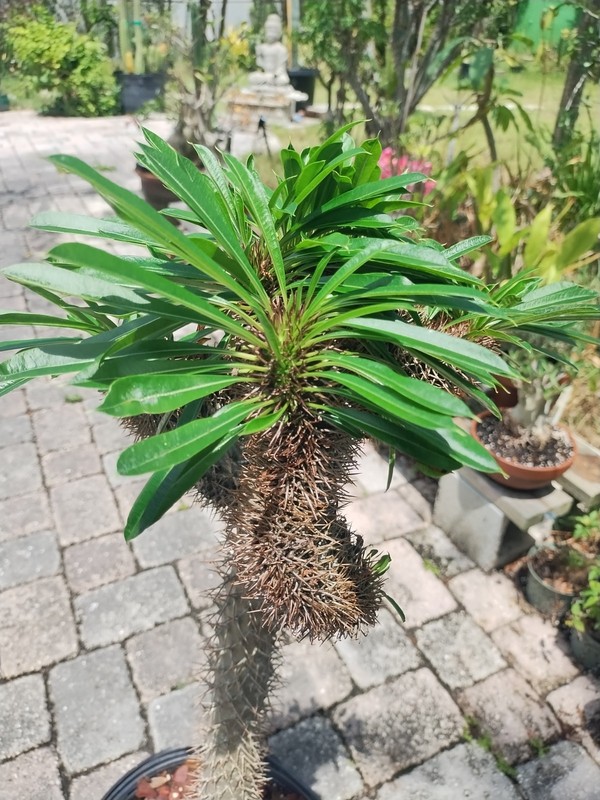 Crested Madagascar Palm, Impressive!Pachypodium lamerei 44 Inches Tall #2 gallery