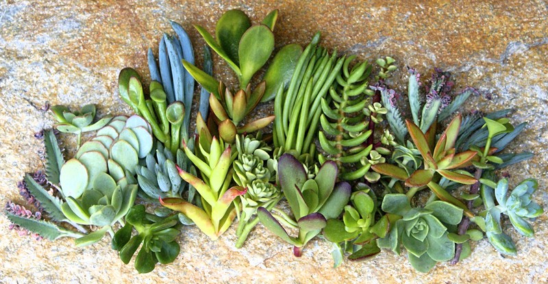 25+ Assorted Succulent Cuttings - 25 Varieties with Instructions & Free Shipping gallery