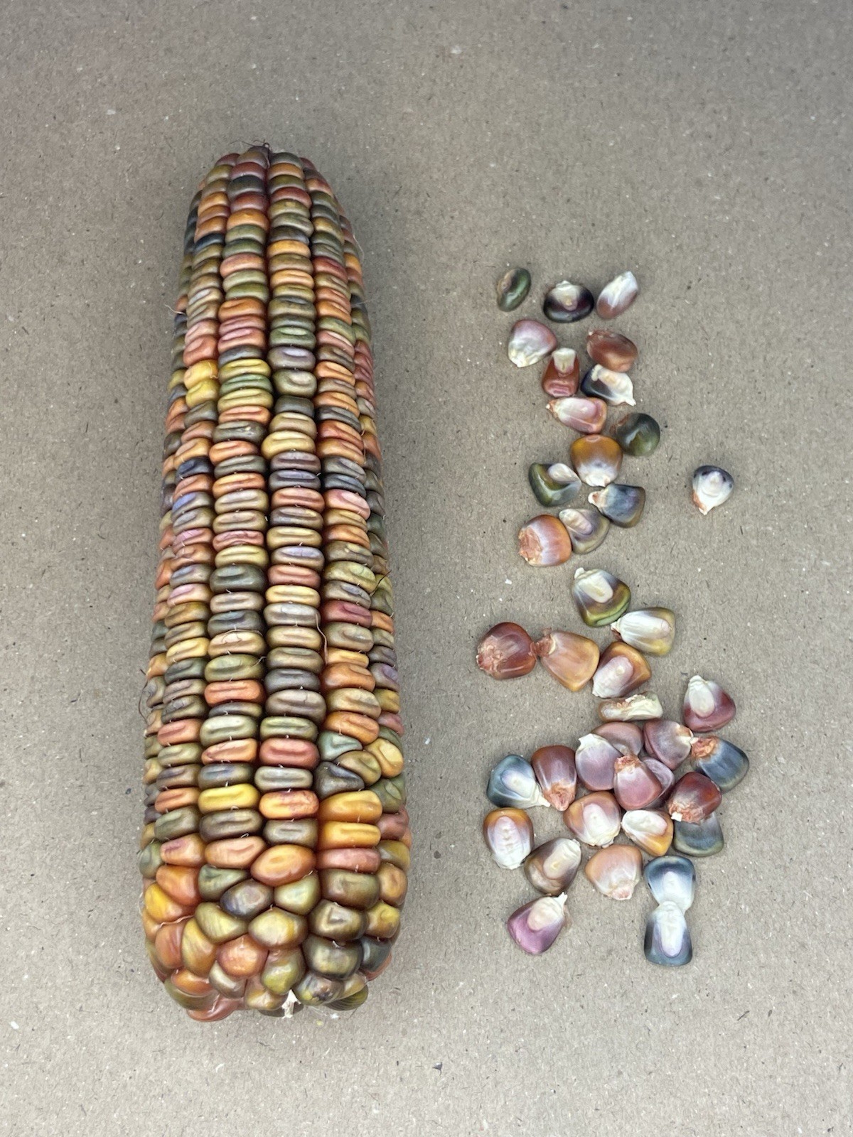 Earth Tones Dent Corn Seeds 50 Count. Non- GMO, Untreated Small Farm Product gallery