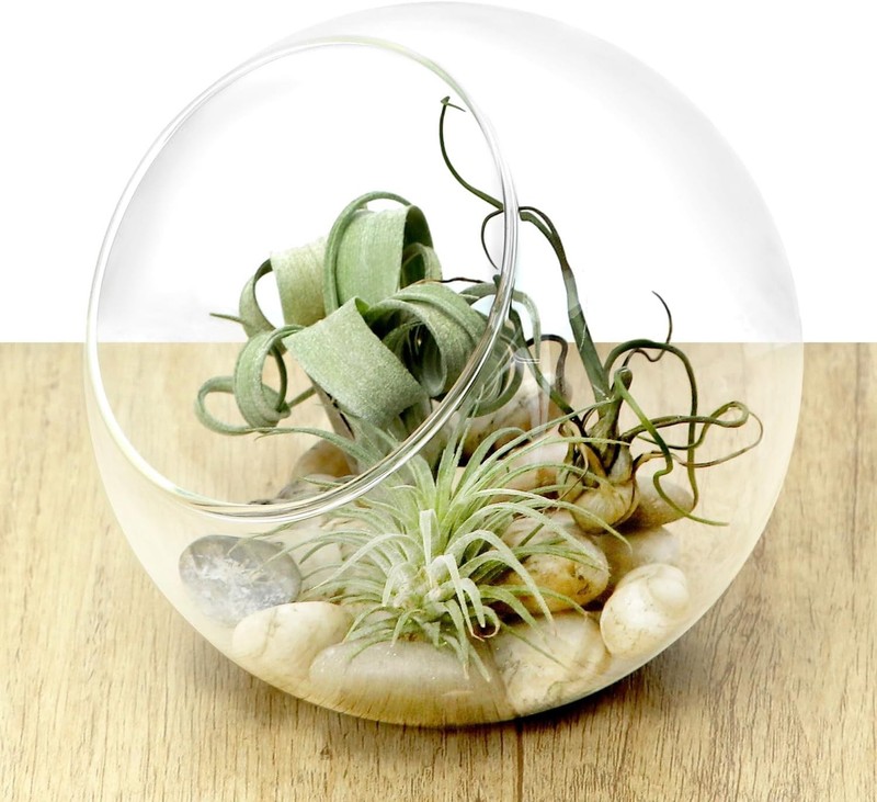 Modern Hand-Blown High Borosilicate Glass Plant Terrarium, Crystal Clear,2 pack gallery