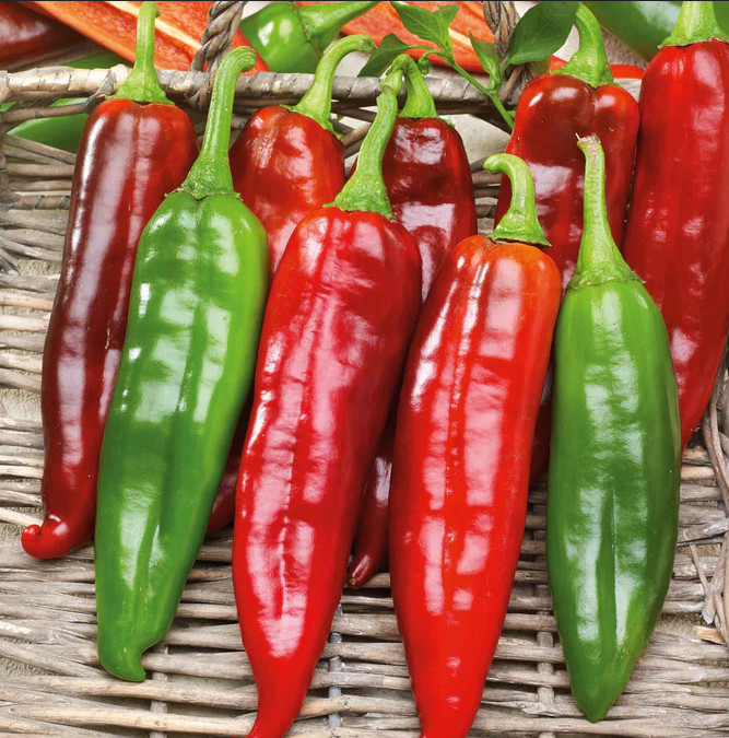 75 Heirloom NuMex BIG Jim Legacy Hatch Chili Seeds - Giant Mild Foot Long Pepper gallery