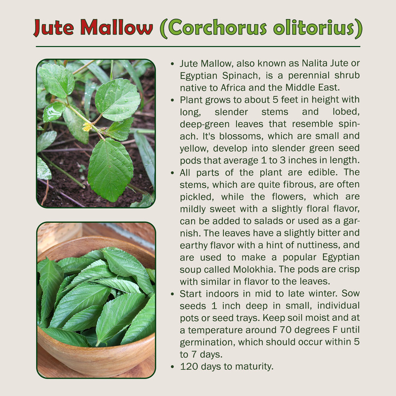 500+ Jute Mallow Seeds, Corchorus olitorius, Molokhia, Non-GMO, Genuine USA gallery