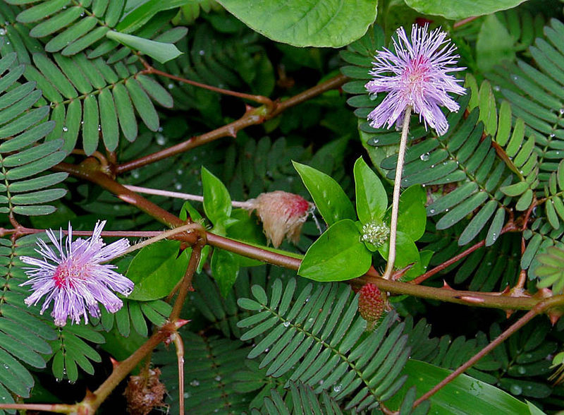100 MIMOSA / SENSITIVE PLANT Schrankia Uncinata Flower Seeds *Flat S/H gallery