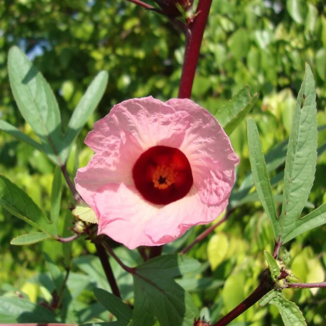 Hibiscus sabdariffa PINK JAMAICAN SORREL ROSELLE HIBISCUS Seeds! gallery