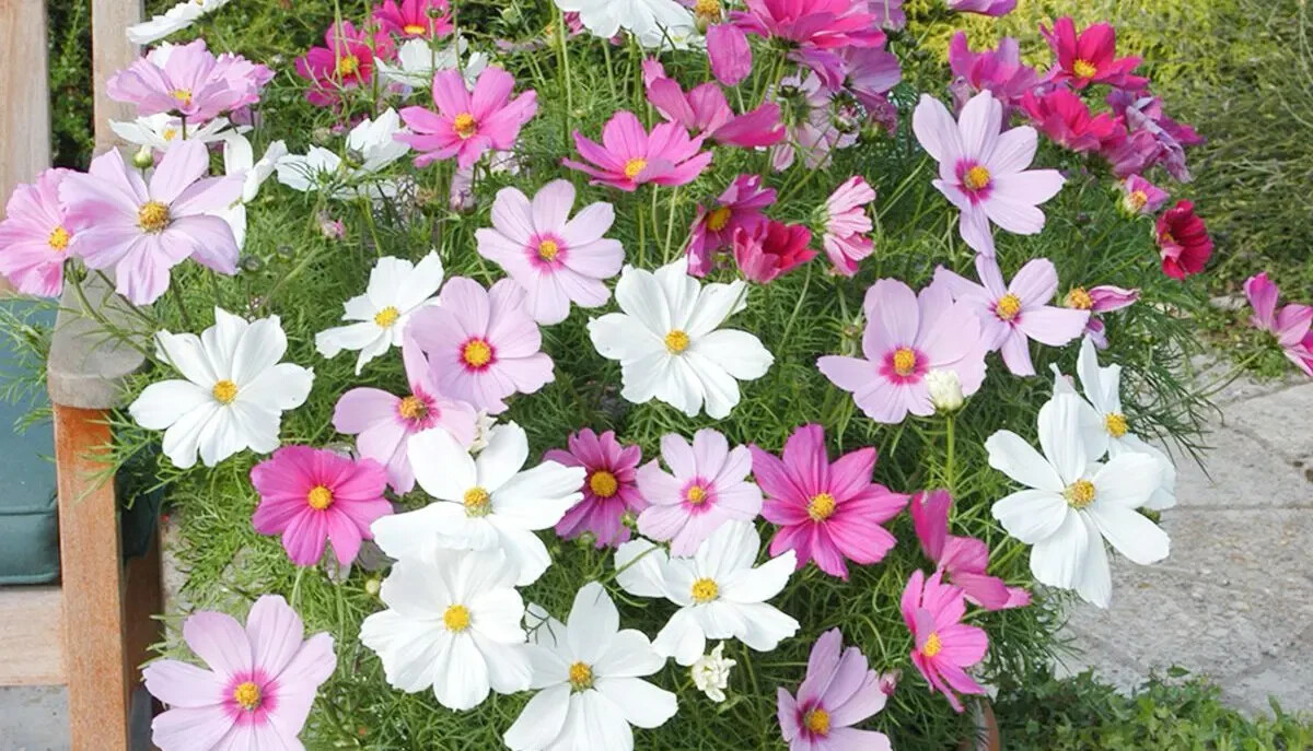 Dwarf Cosmos Seed Mix, Short & Compact, Colorful, Pollinators, FREE SHIPPING gallery