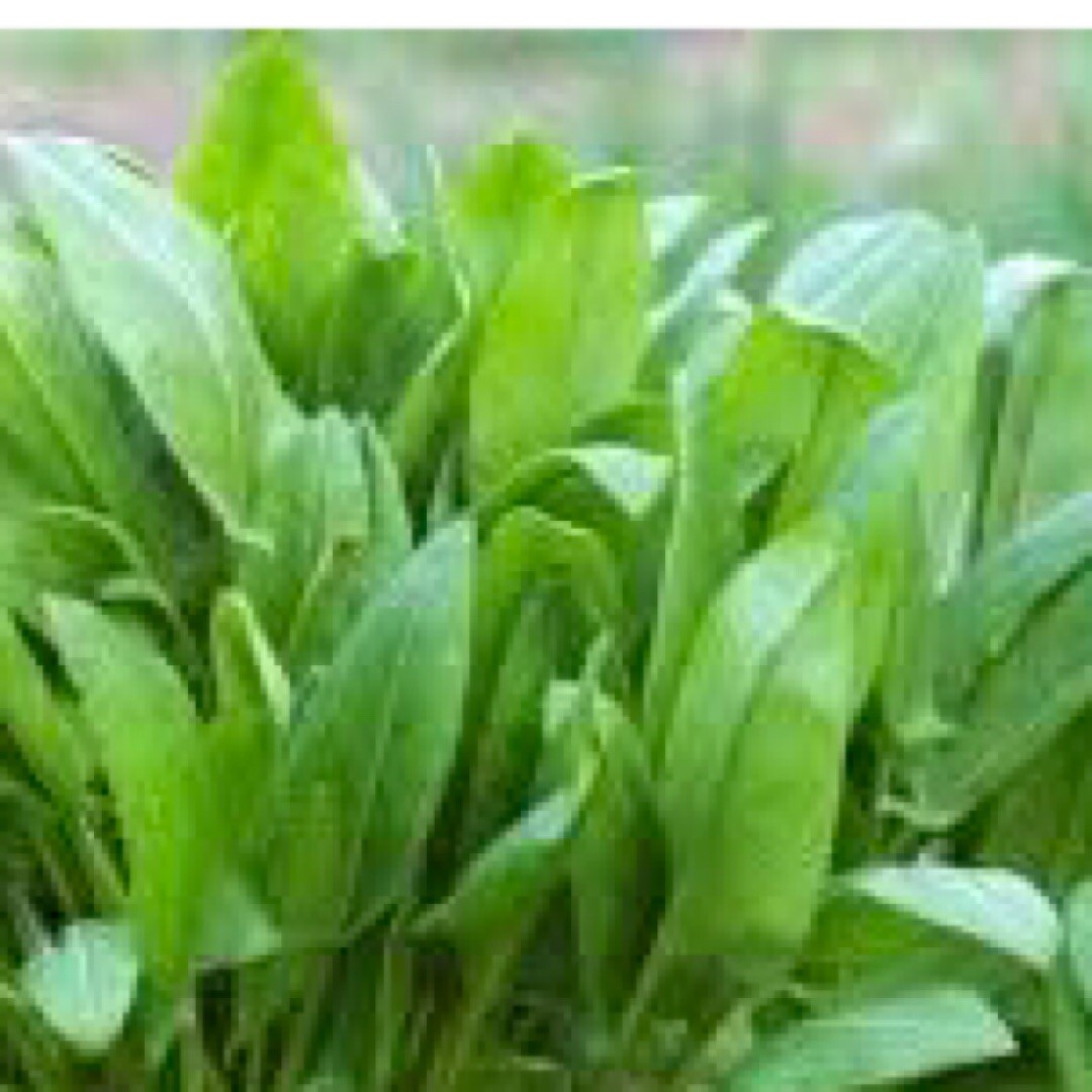 600+ LARGE LEAF SORREL SEEDS (Rumex acetosa) hardy perennial Herb USA gallery