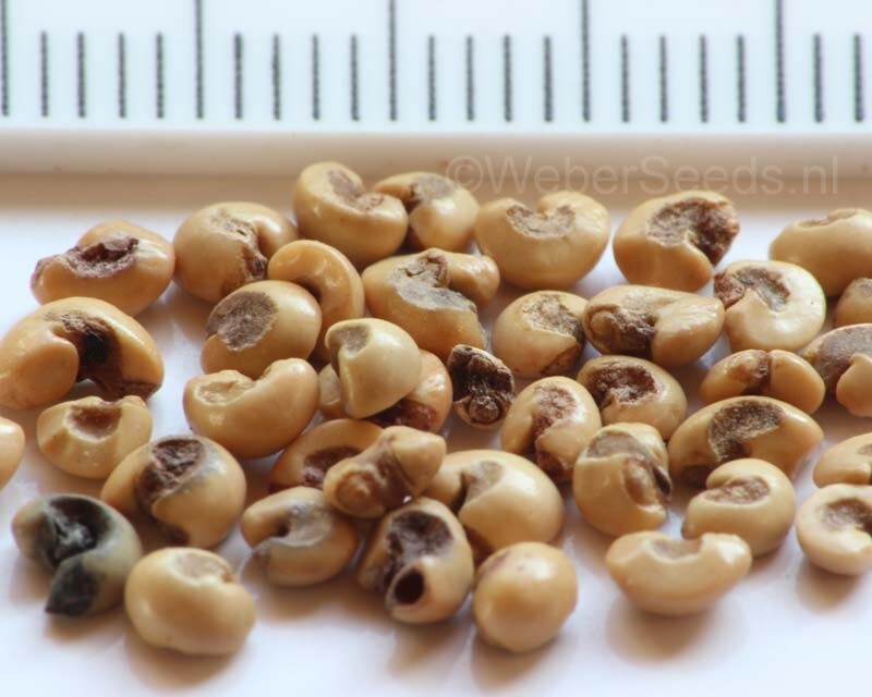 True White Sweet Myrtle (Myrtus communis L.) 25 Seeds (012) gallery