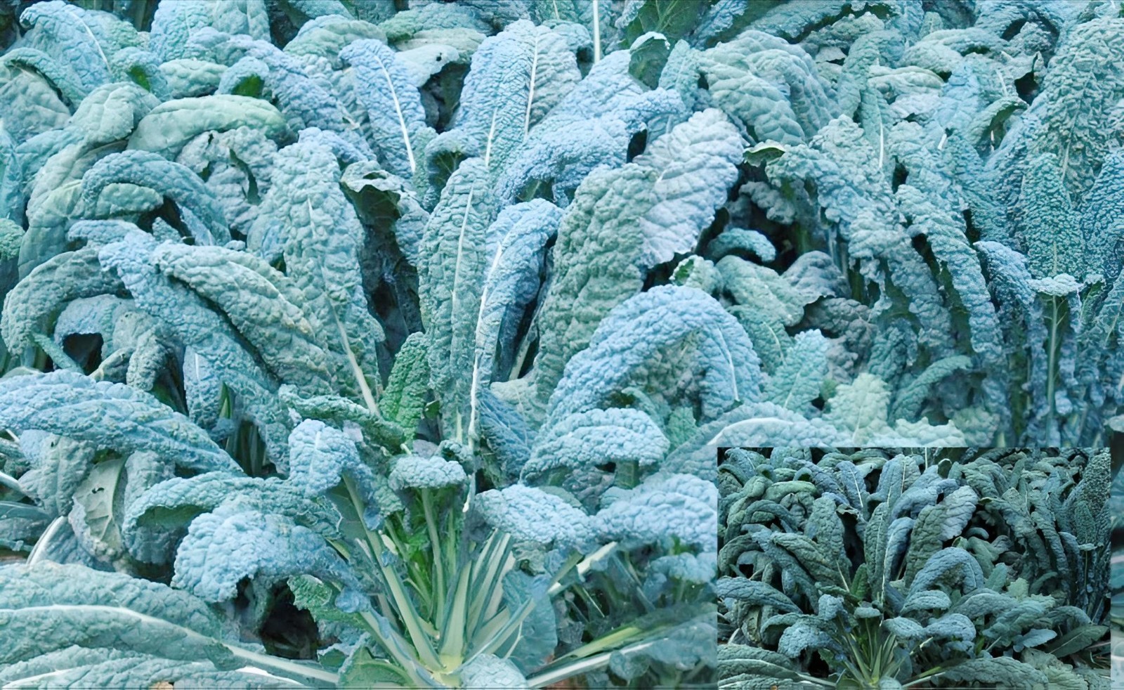 400+ Black Tuscan Kale Seeds | Dinosaur Kale| Lacinato kale | gallery