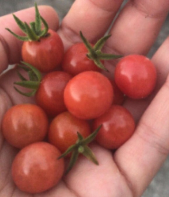 15+ NATIVE FLORIDA EVERGLADES TOMATO SEEDS May 2026 Harvest South Florida gallery
