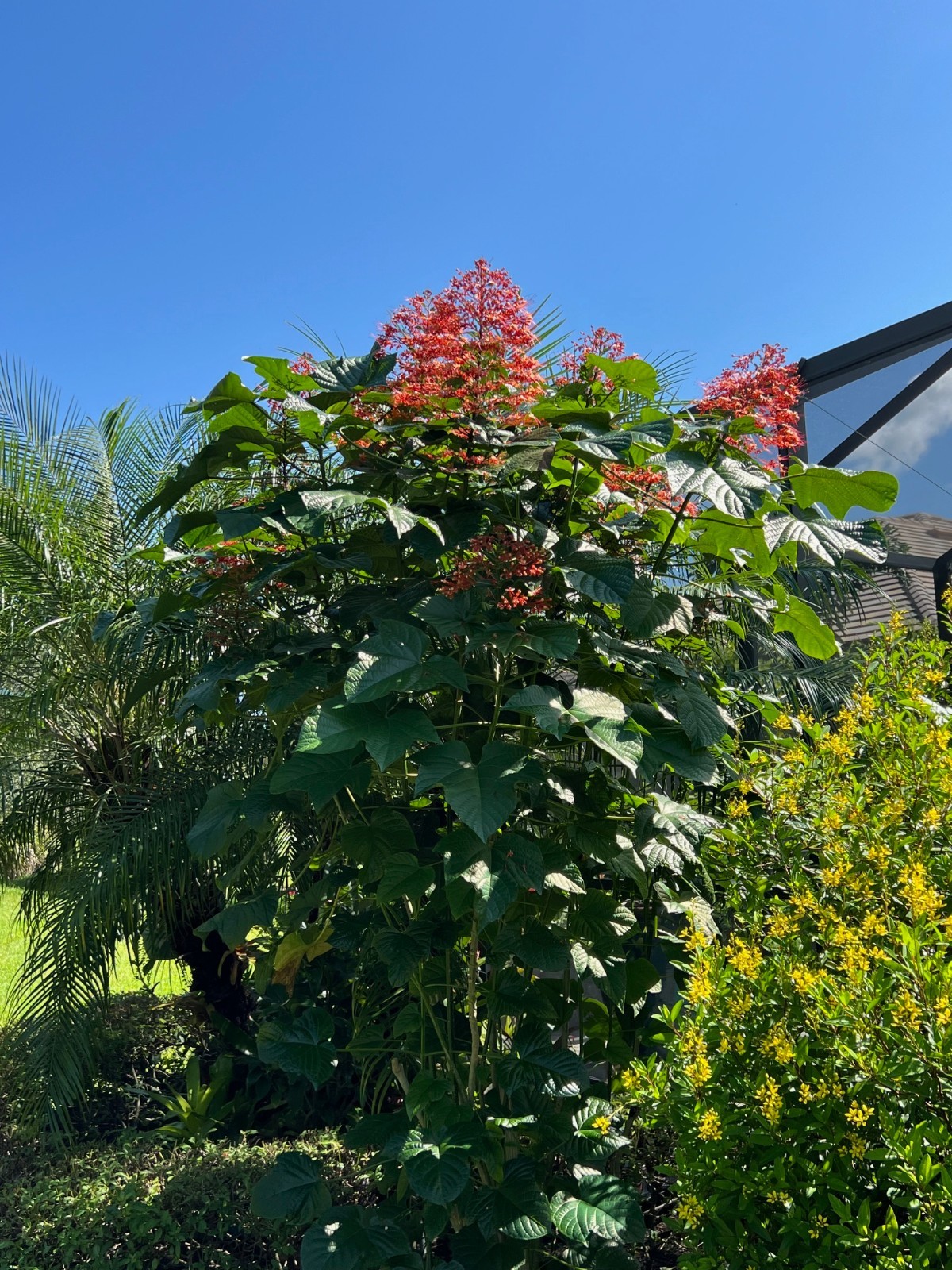 Pagoda Flower (Clerodendrum Paniculatum ) well rooted in 4" pot gallery