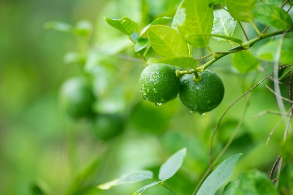 Lia's Lime Tree Seeds - Fast Growing Key Lime Tree Seeds - 20+ Fresh Seeds gallery