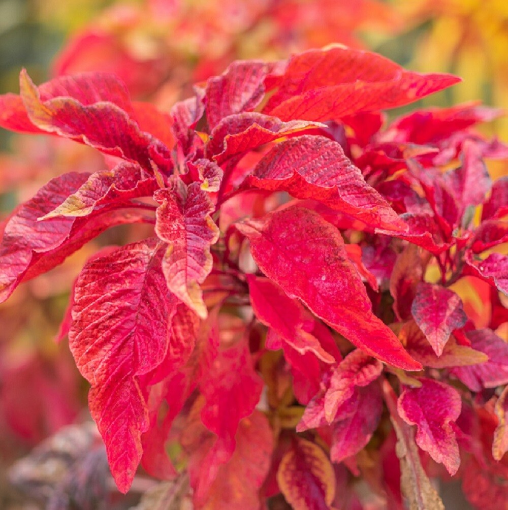 Red Garnet Amaranth Seeds | Heirloom & Non-GMO | Fresh Garden Seeds gallery