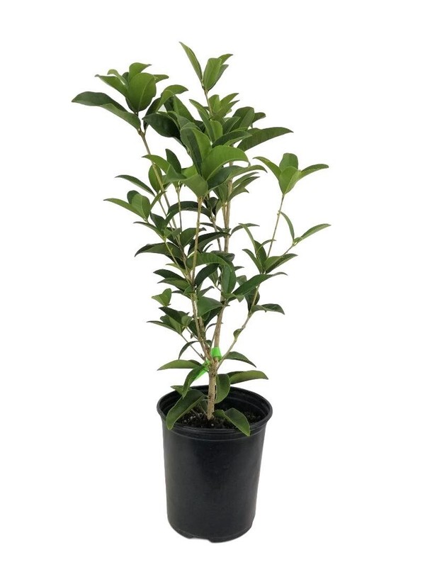 Orange Flowering Fragrant Tea Olive (osmanthus) - Live Plant - Trade Gallon Pot gallery