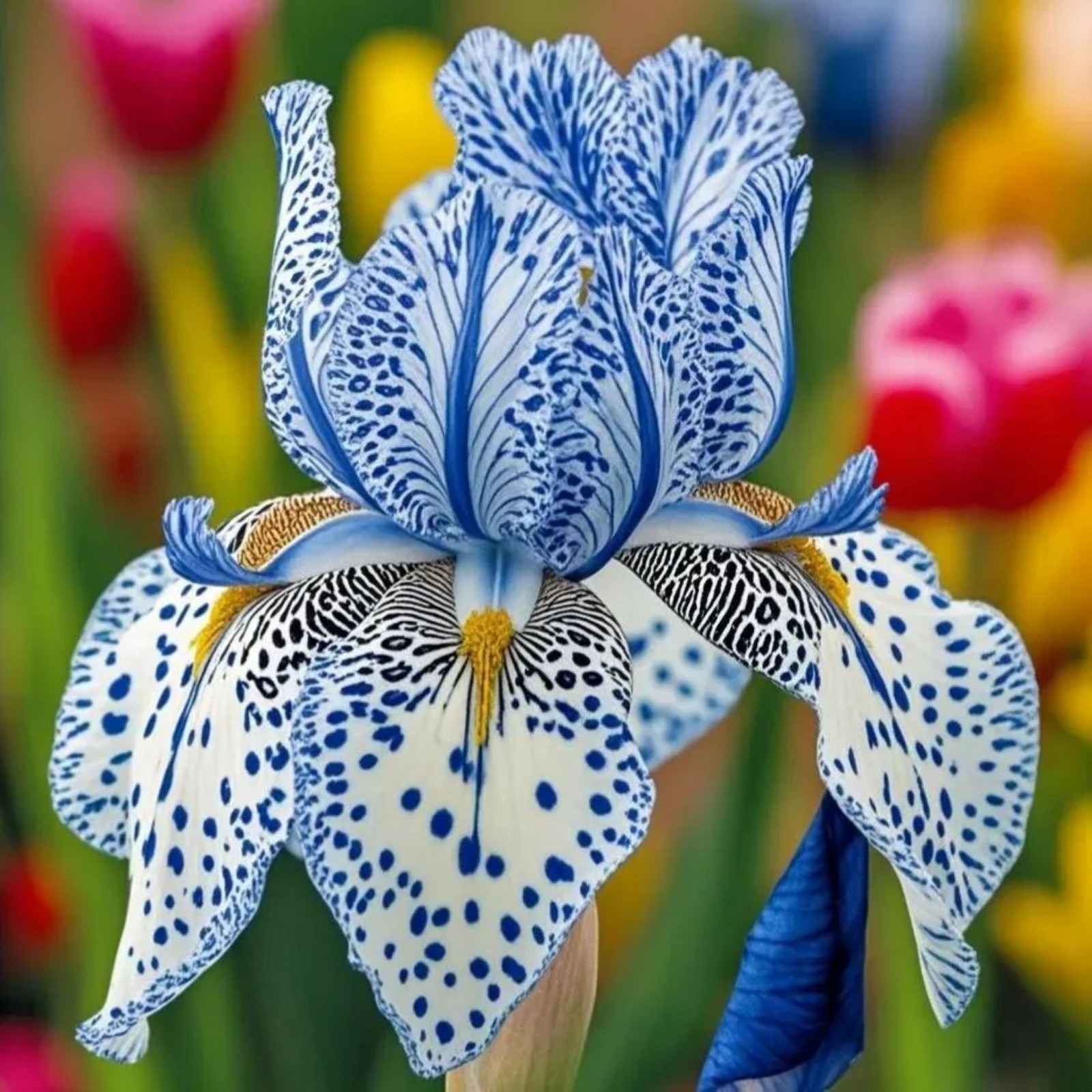 100 Iris Seeds Stardust Snow Flower Plant (much less money than bulbs) gallery