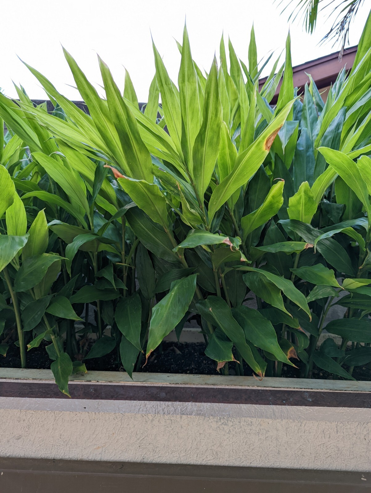 Myoga Ginger Plants Live Roots gallery