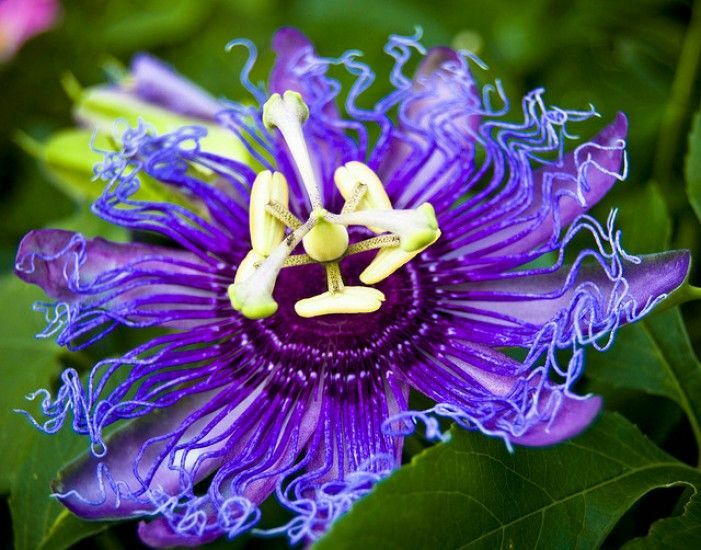 ~~MAYPOP PASSIFLORA~~Starter Plant~~Passiflora Incarnata~~BUTTERFLY HEAVEN! gallery