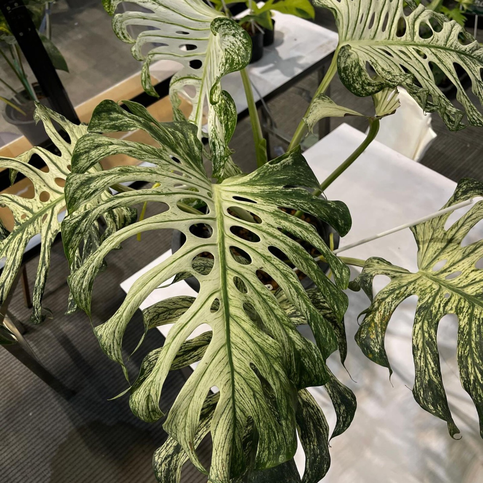 Monstera Devil Monster Albo House Variegated Rare Tropical Starter Plant Cutting gallery