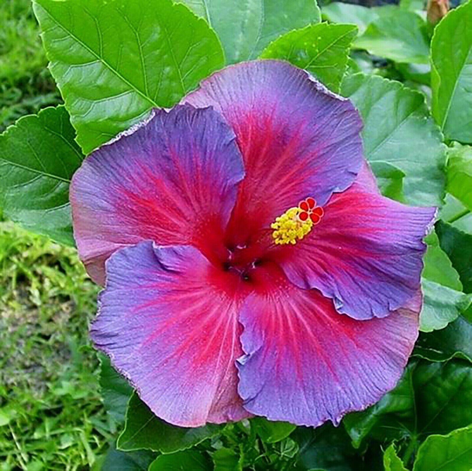 30pcs Multicolor Hibiscus Seeds - Rare Non-GMO Heirloom Variety for Your Garden gallery