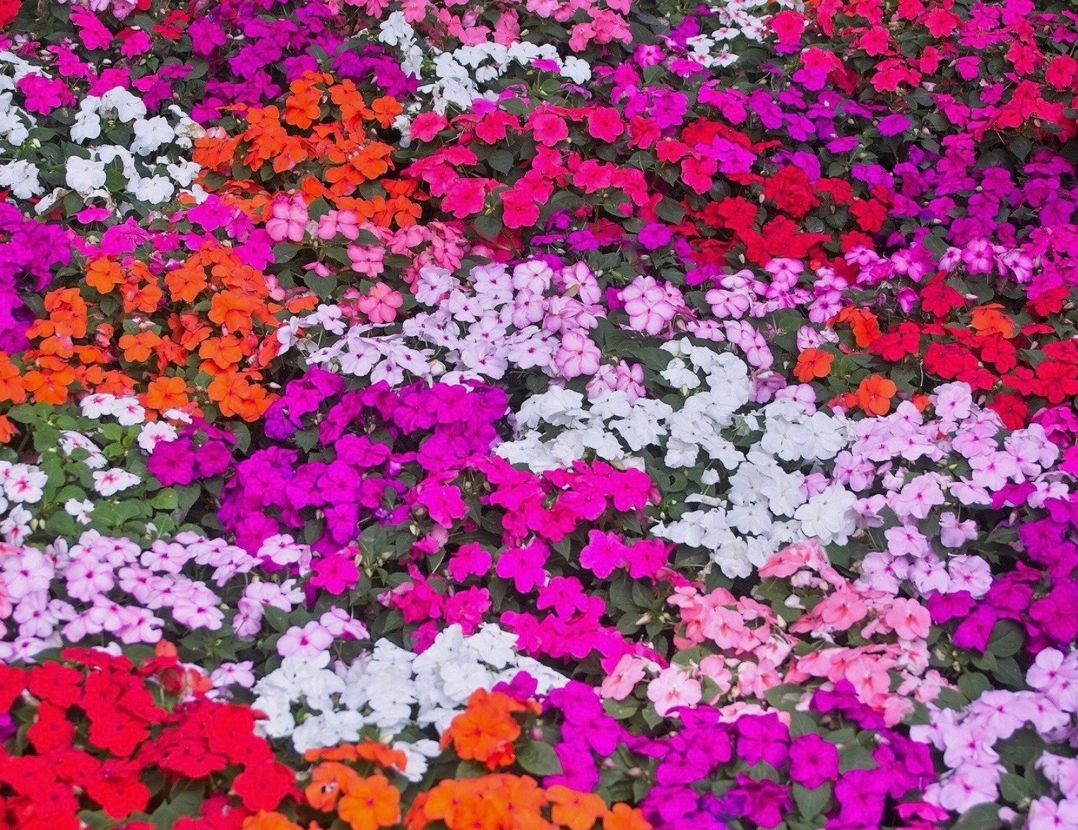 Fresh Impatiens Seeds, Mixed Colors, Walleriana Dwarf Bedding Shade Flower, USA gallery