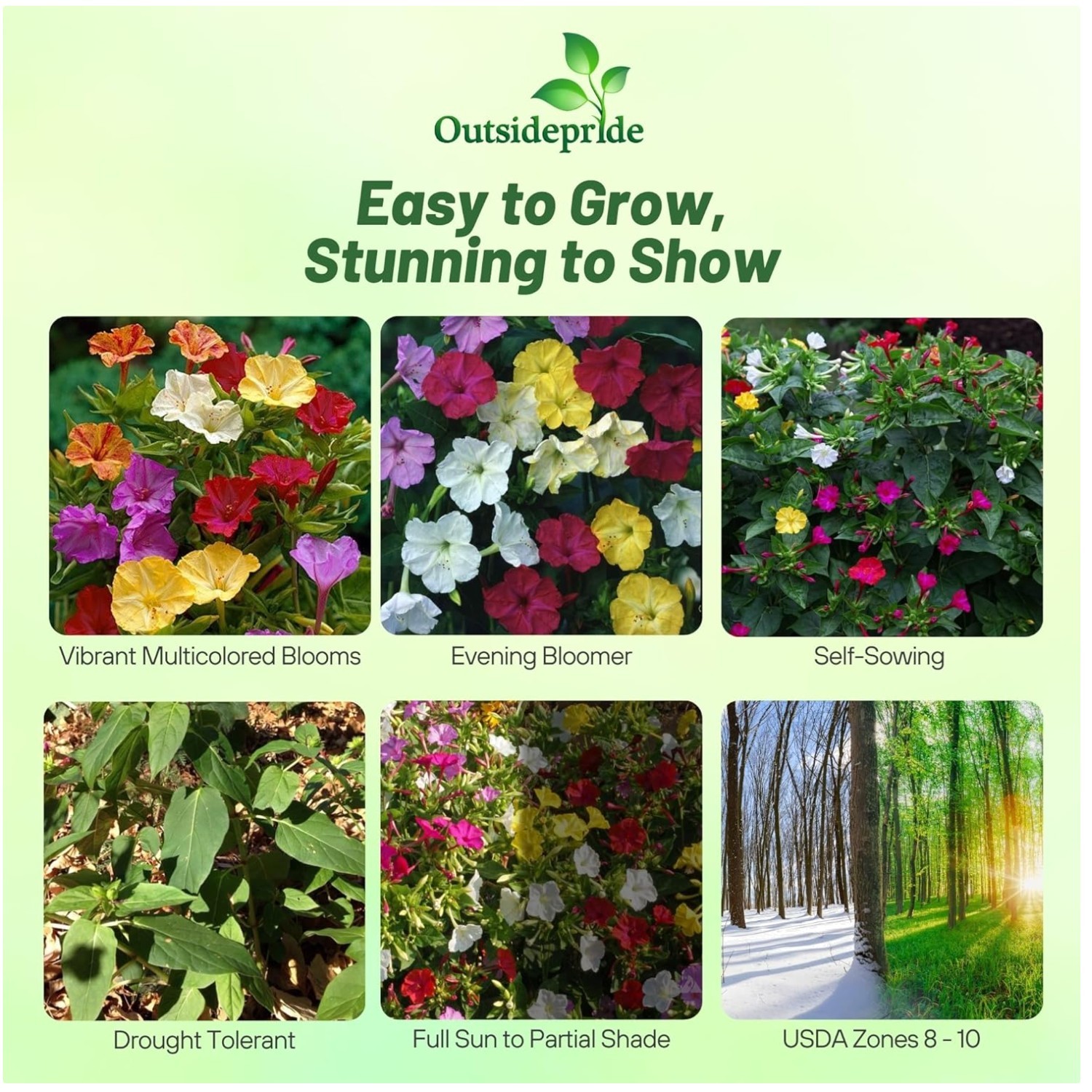 Attract Hummingbirds & Butterflies: Four O'clock Seeds gallery