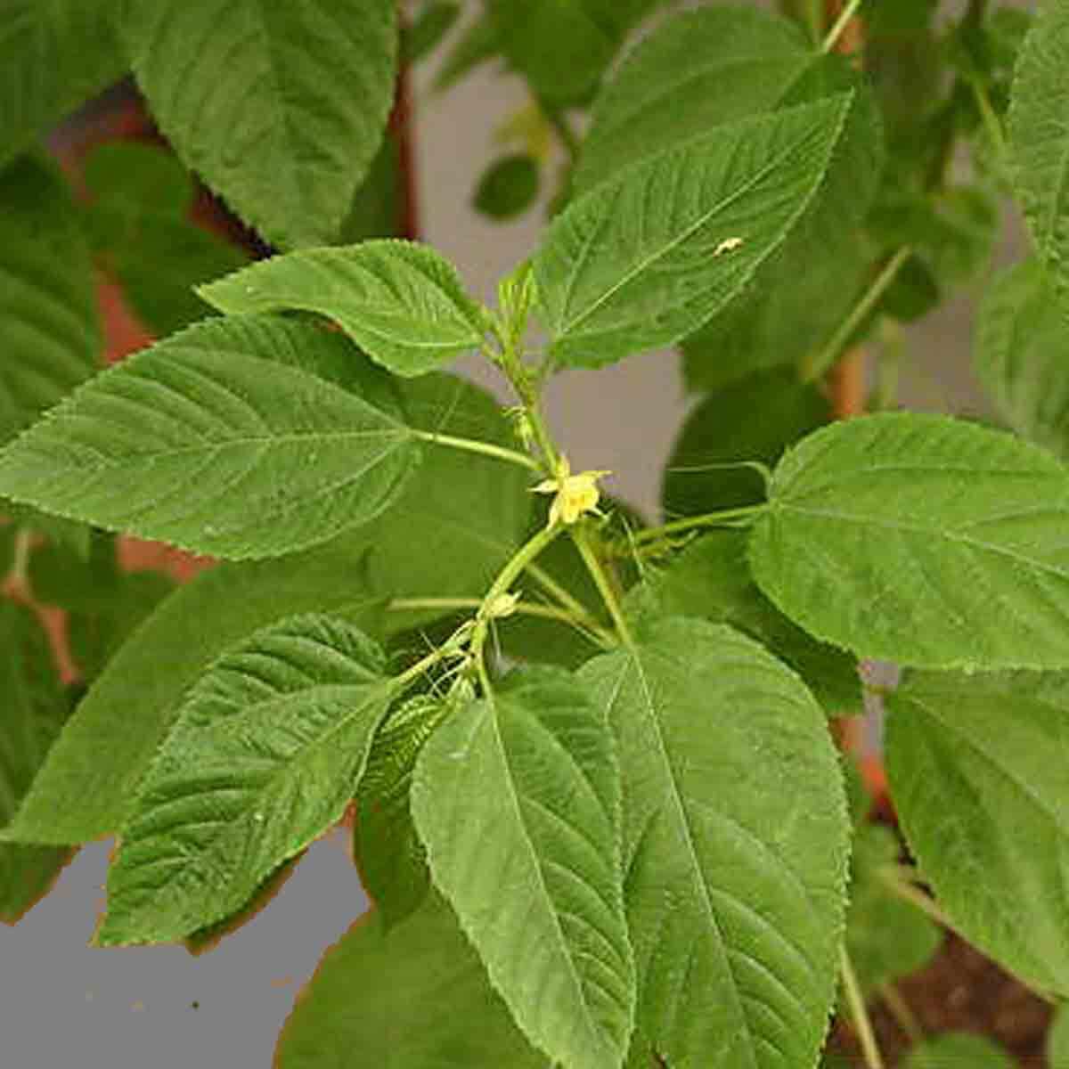 Corchorus Capsularis 100 Seeds White Jute Herb Plants Annual Perennial Vegetable gallery