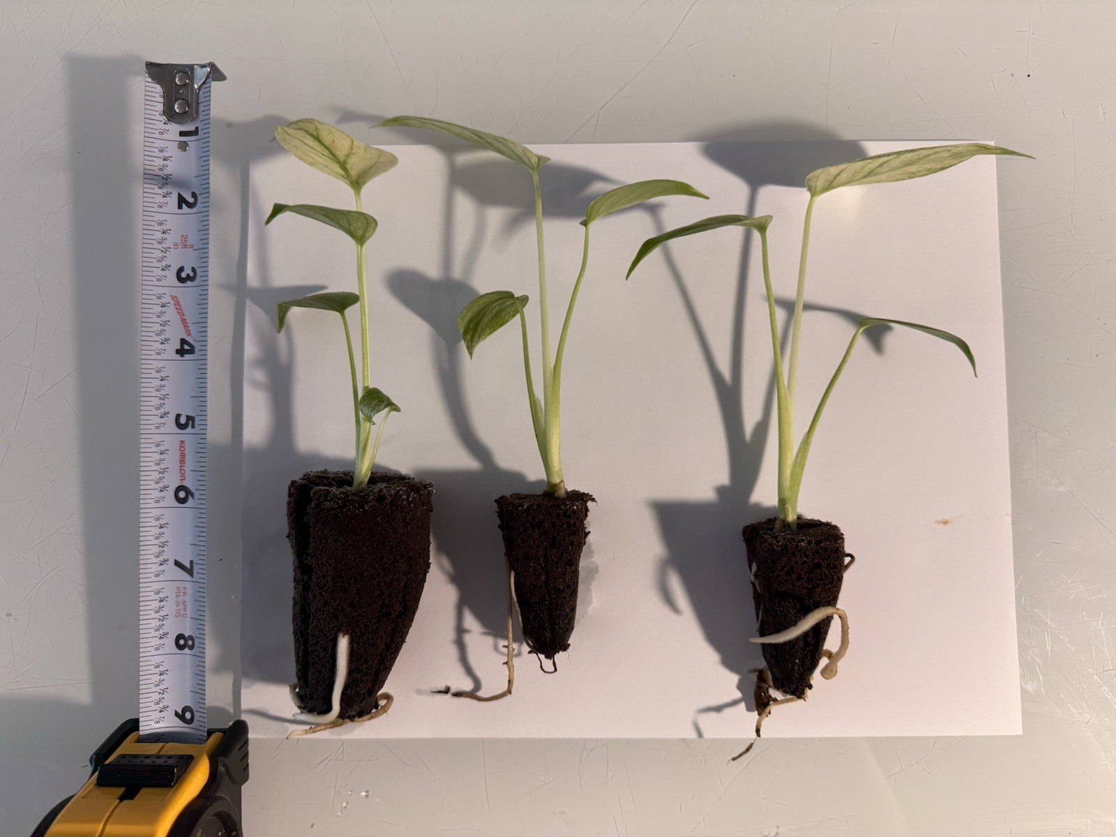 Rooted Variegated Monstera Mint (1 Plant) gallery