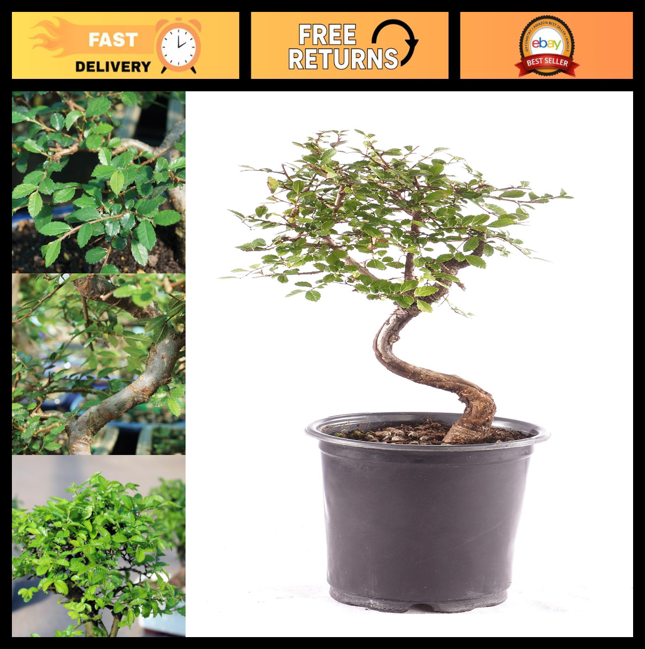 Live Chinese Elm Bonsai Tree - 5 Years Old, 6"-8" Tall, Outdoor Plant in Grower gallery