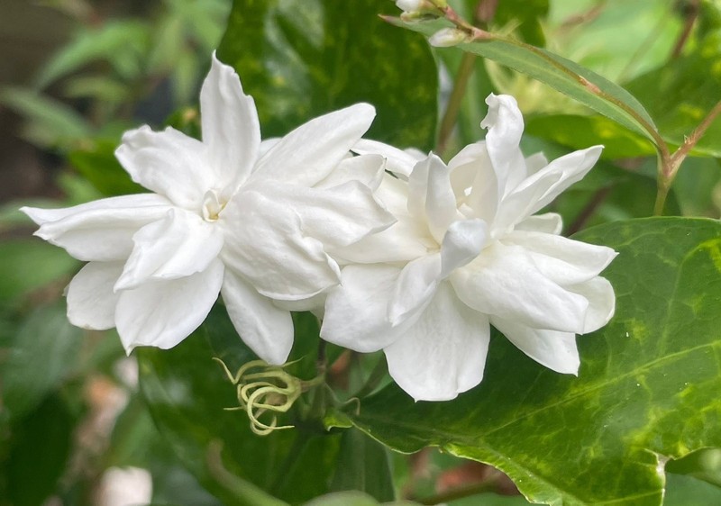 Chanthaboon Jasmine Sambac gallery