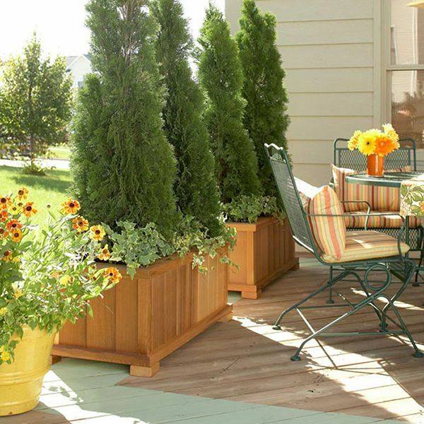 Emerald Green Arborvitae Tree ( Thuja ) - Live Plant - ( 2.5 QT ) gallery