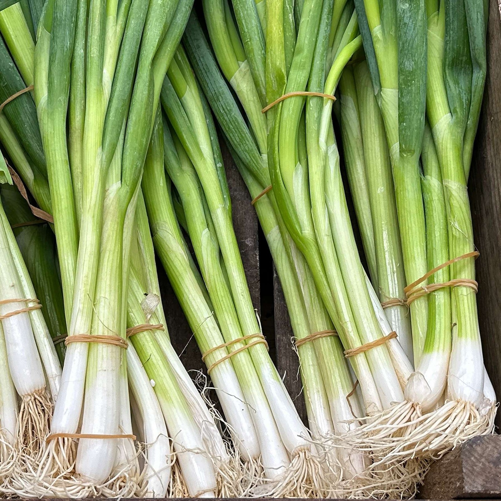 Mr. Fothergill's Spring Onion Seed Oh Sow Simple, Easy to Grow gallery