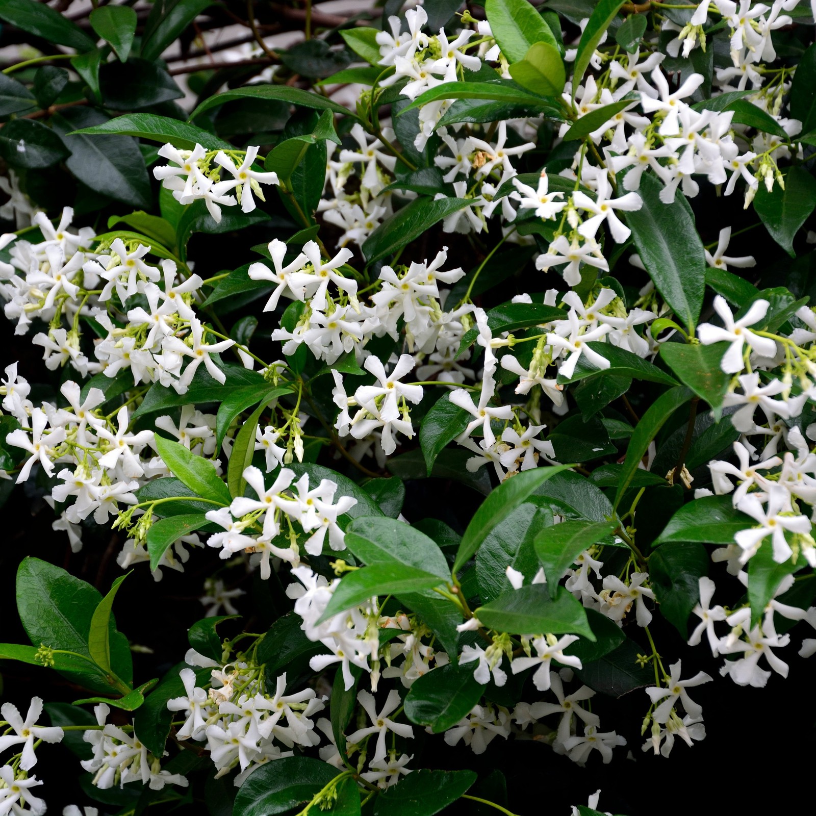 Jasmine Star Confederate 1 Potted Plant Rooted in a Quart Pot, Easy to Grow gallery