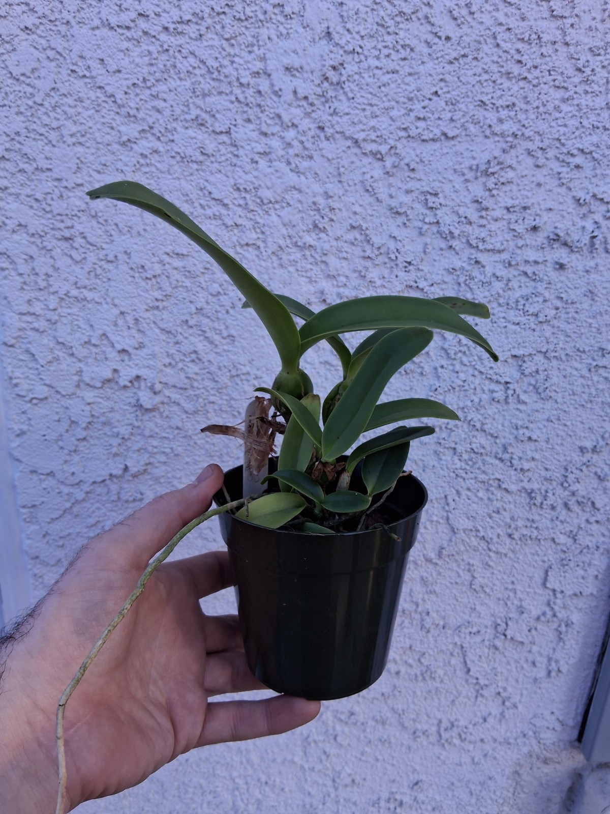 Cattleya deckeri coerulea (4N)- 4.5" Near blooming size gallery