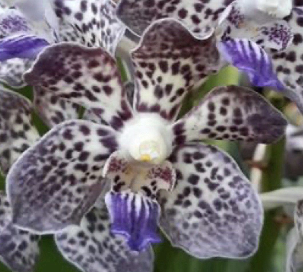 Vanda Papilionanda Kyra Green Orchid Plant FRAGRANT gallery