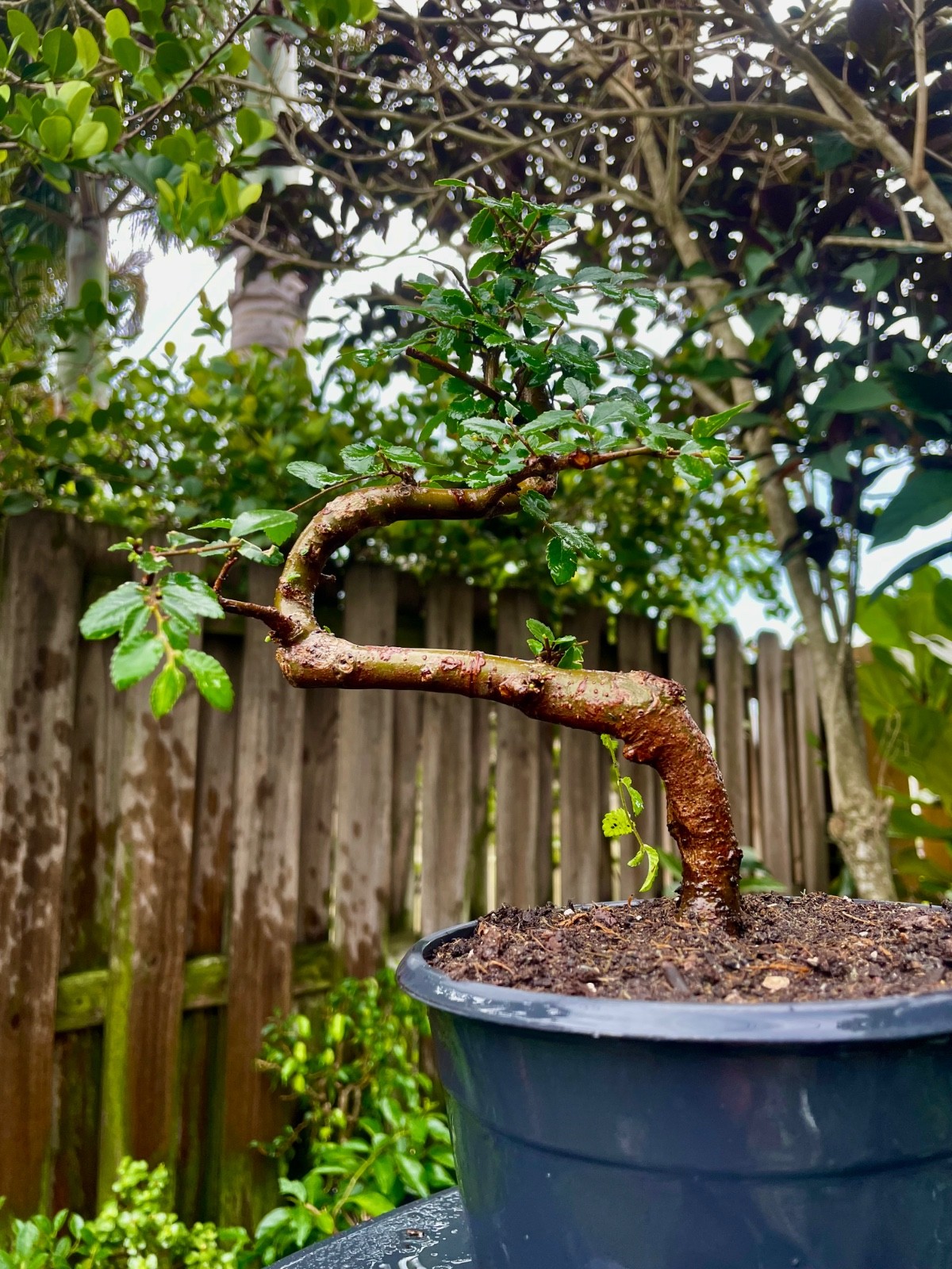 CHINESE ELM Pre-Bonsai /Bonsai S Tree Cold Hardy / Tiny leaves 5 years old gallery