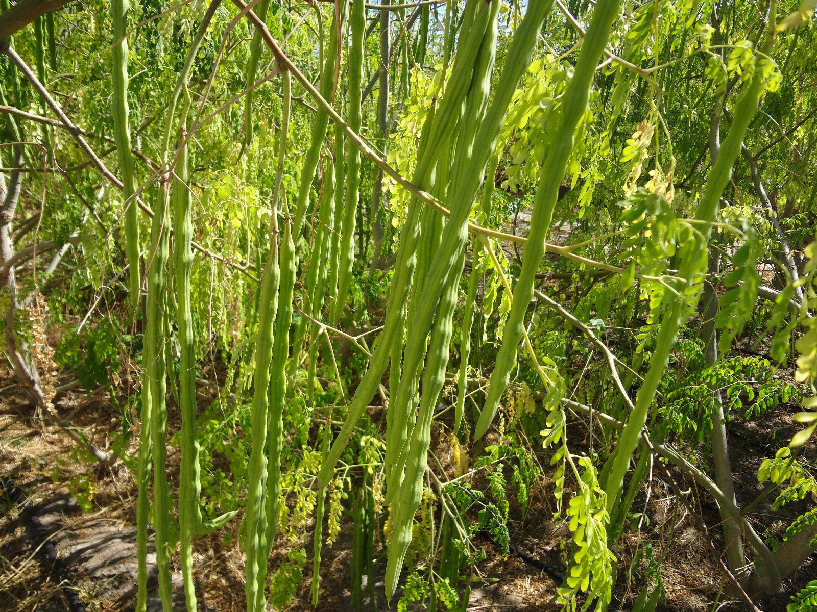 MORINGA Oleifera STX-2 EXTREMELY PRODUCTIVE Best Variety Organically Grown SEEDS gallery
